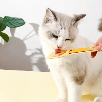 Chat mangeant avec distributeur MeowSpoon orange