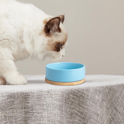 Gamelle WarmSipCatBowl bleu design ergonomique antidérapant