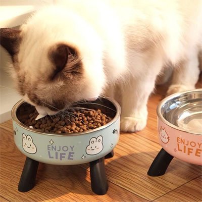 Chat mangeant gamelle surélevée position ergonomique