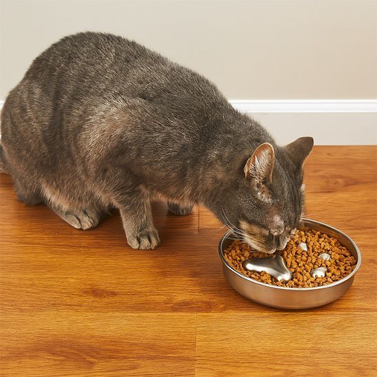 Gamelle anti glouton pour chat - Guide complet 2025