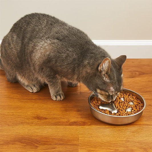 Gamelle anti glouton pour chat - Guide complet 2025