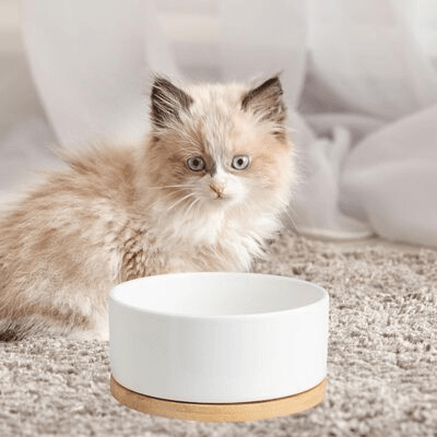 Gamelle pour chat WarmSipCatBowl blanc - facile à nettoyer et pratique
