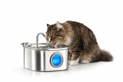 Chat tigré buvant à la fontaine en inox 3.2L