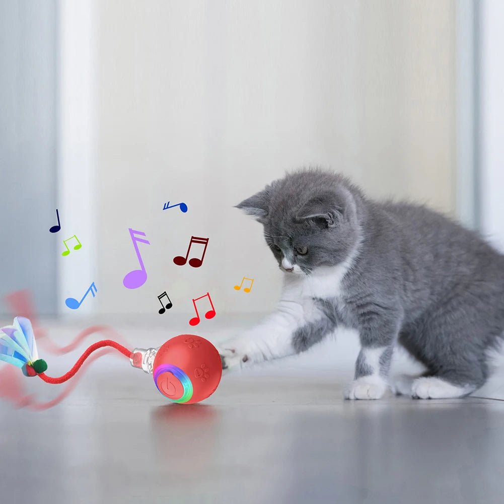 chaton jouant avec une balle interactive lumineuse avec plume et son stimulant l’instinct de chasse