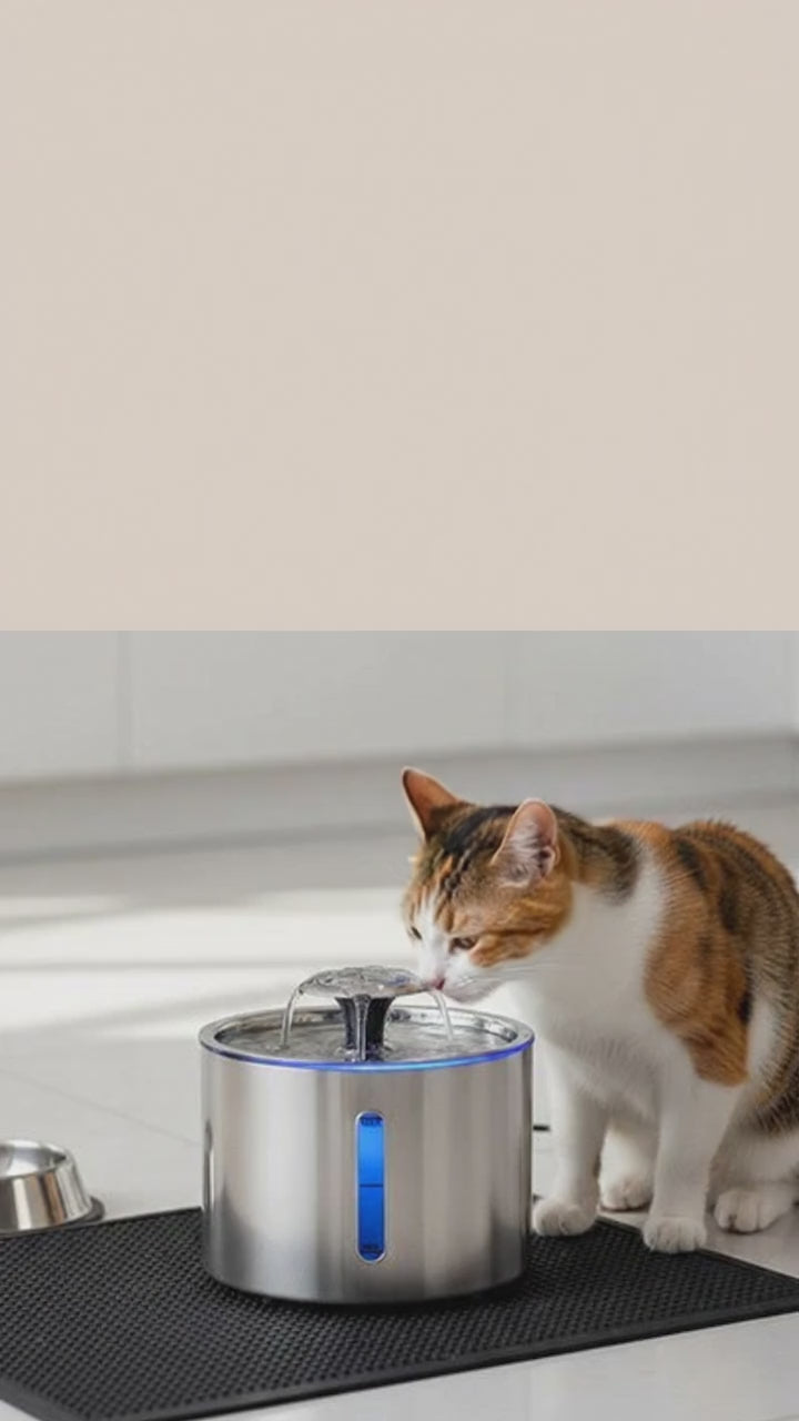 Chat qui boit dans la fontaine à eau inox 2,5L MiaouTable – hydratation naturelle