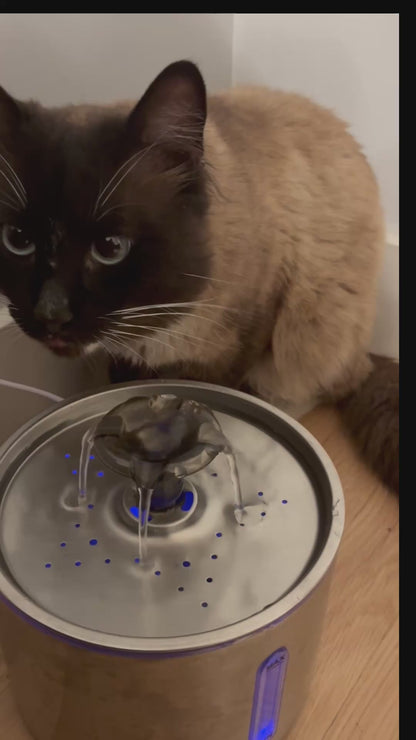 Votre chat ne boit pas assez ? Cette fontaine change ça — silencieuse, filtrée, 24h/24