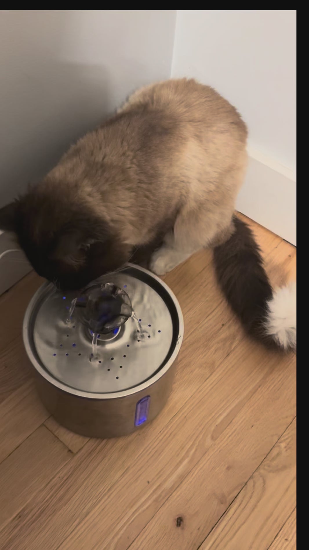 Chat qui boit dans la fontaine à eau inox 2,5L MiaouTable – hydratation naturelle