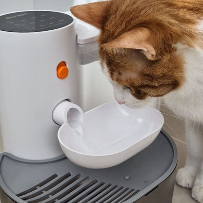 Chat observant la fontaine à eau silencieuse en plastique blanc